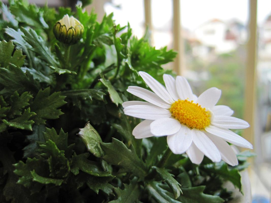 白晶菊怎么种，白晶菊怎么种植和管理-第2张图片-优品飞百科