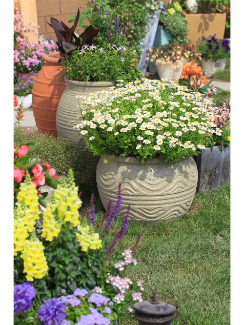 白晶菊怎么种，白晶菊怎么种植和管理-第3张图片-优品飞百科