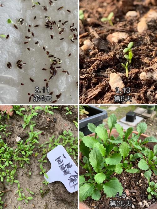 白晶菊怎么种，白晶菊怎么种植和管理-第4张图片-优品飞百科