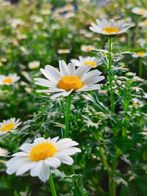 白晶菊怎么种，白晶菊怎么种植和管理-第5张图片-优品飞百科