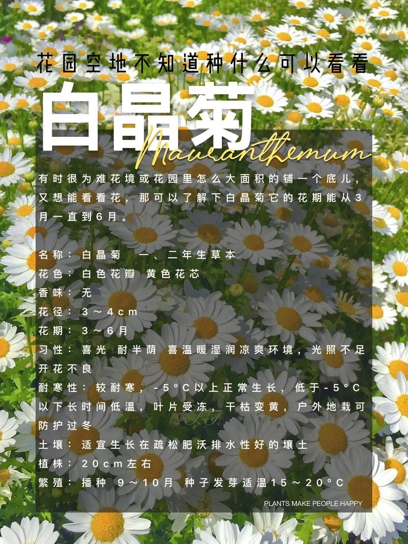 白晶菊怎么种，白晶菊怎么种植和管理-第6张图片-优品飞百科