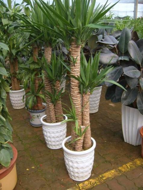 荷兰铁的养殖方法和注意事项，荷兰铁的养殖方法和注意事项有哪些图片