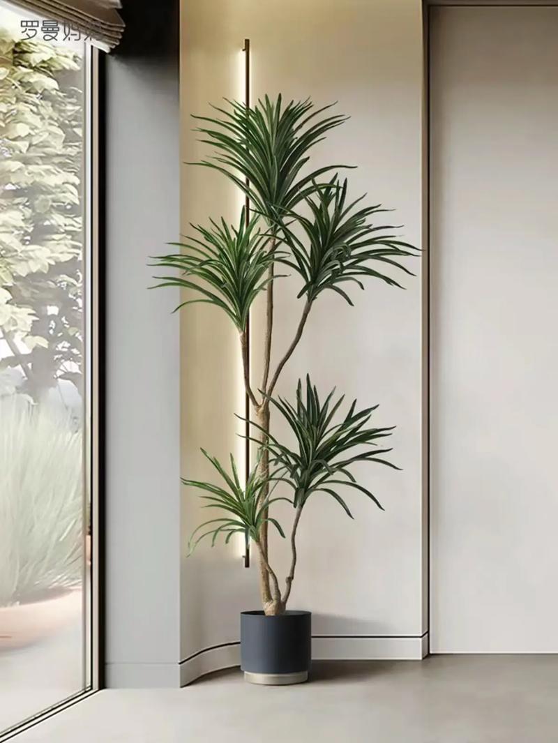 荷兰铁的养殖方法和注意事项,荷兰铁的养殖方法和注意事项有哪些图片-第2张图片-优品飞百科 荷兰铁的养殖方法和注意事项,荷兰铁的养殖方法和注意事项有哪些图片-第2张图片-优品飞百科