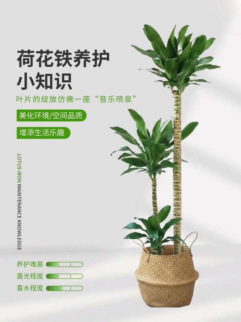 荷兰铁的养殖方法和注意事项,荷兰铁的养殖方法和注意事项有哪些图片-第3张图片-优品飞百科 荷兰铁的养殖方法和注意事项,荷兰铁的养殖方法和注意事项有哪些图片-第3张图片-优品飞百科