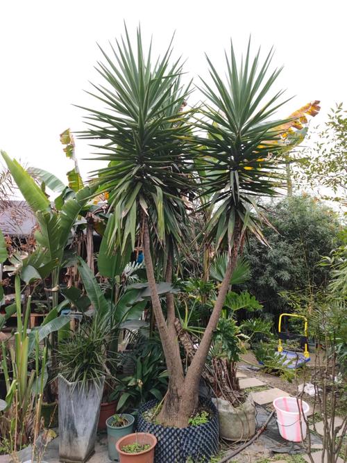 荷兰铁的养殖方法和注意事项,荷兰铁的养殖方法和注意事项有哪些图片-第4张图片-优品飞百科 荷兰铁的养殖方法和注意事项,荷兰铁的养殖方法和注意事项有哪些图片-第4张图片-优品飞百科