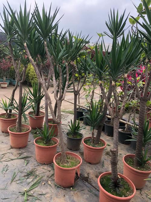 荷兰铁的养殖方法和注意事项,荷兰铁的养殖方法和注意事项有哪些图片-第5张图片-优品飞百科 荷兰铁的养殖方法和注意事项,荷兰铁的养殖方法和注意事项有哪些图片-第5张图片-优品飞百科