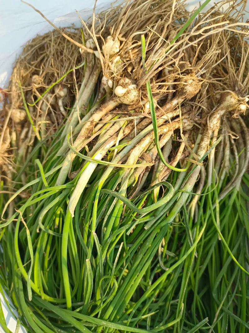 葱怎么割才会再生，割葱再生方法