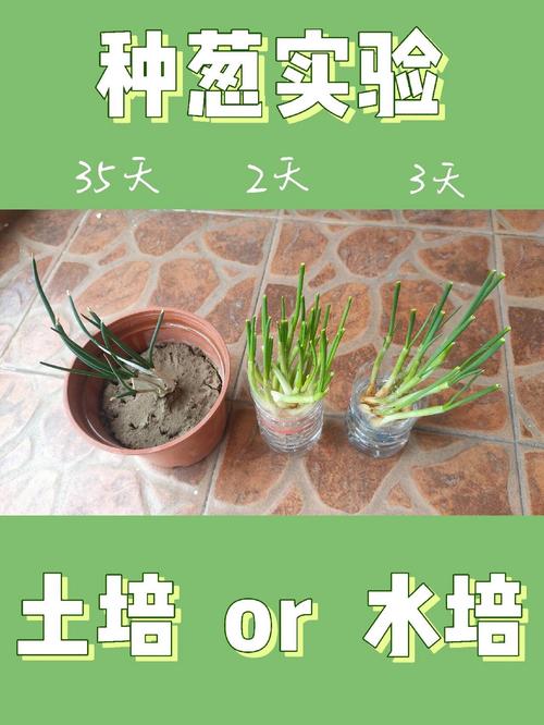 葱怎么割才会再生，割葱再生方法-第2张图片-优品飞百科