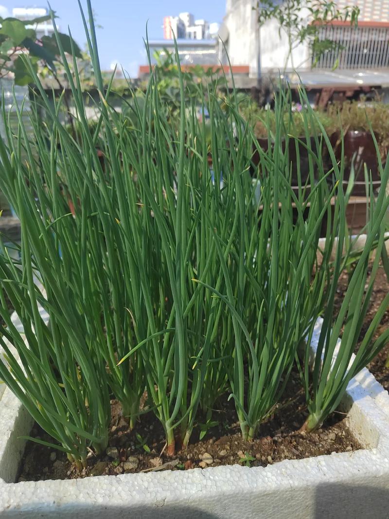 葱怎么割才会再生，割葱再生方法-第3张图片-优品飞百科