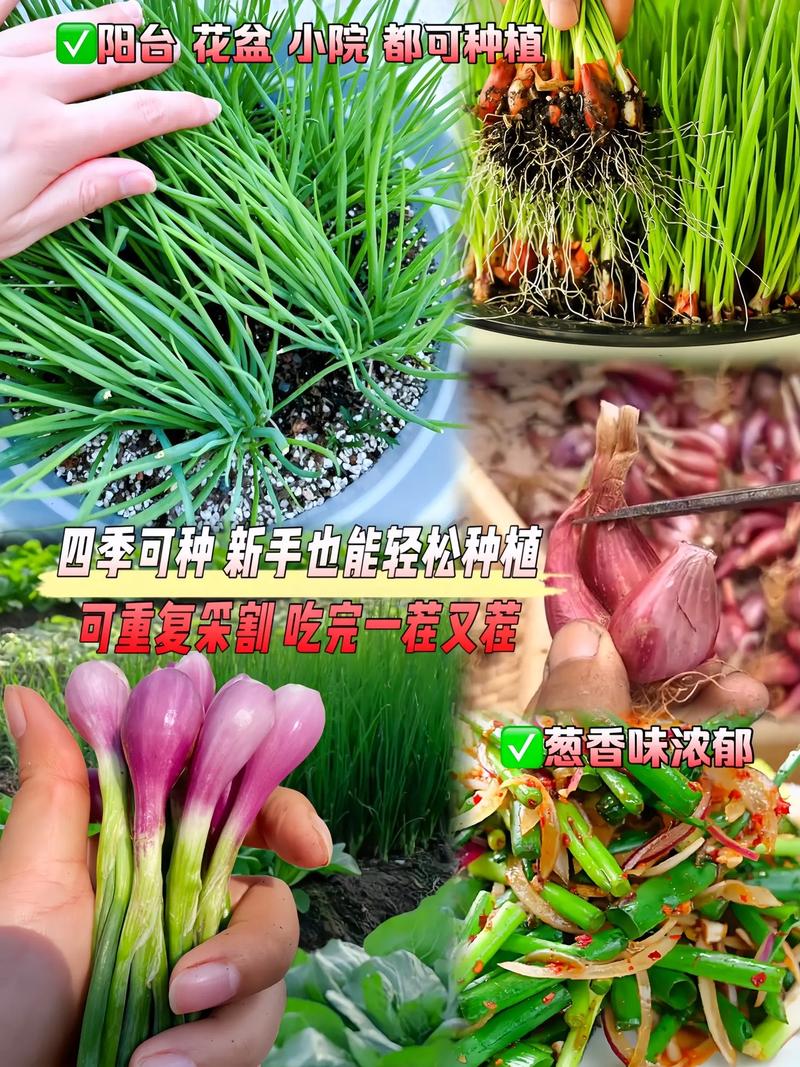 葱怎么割才会再生，割葱再生方法-第4张图片-优品飞百科
