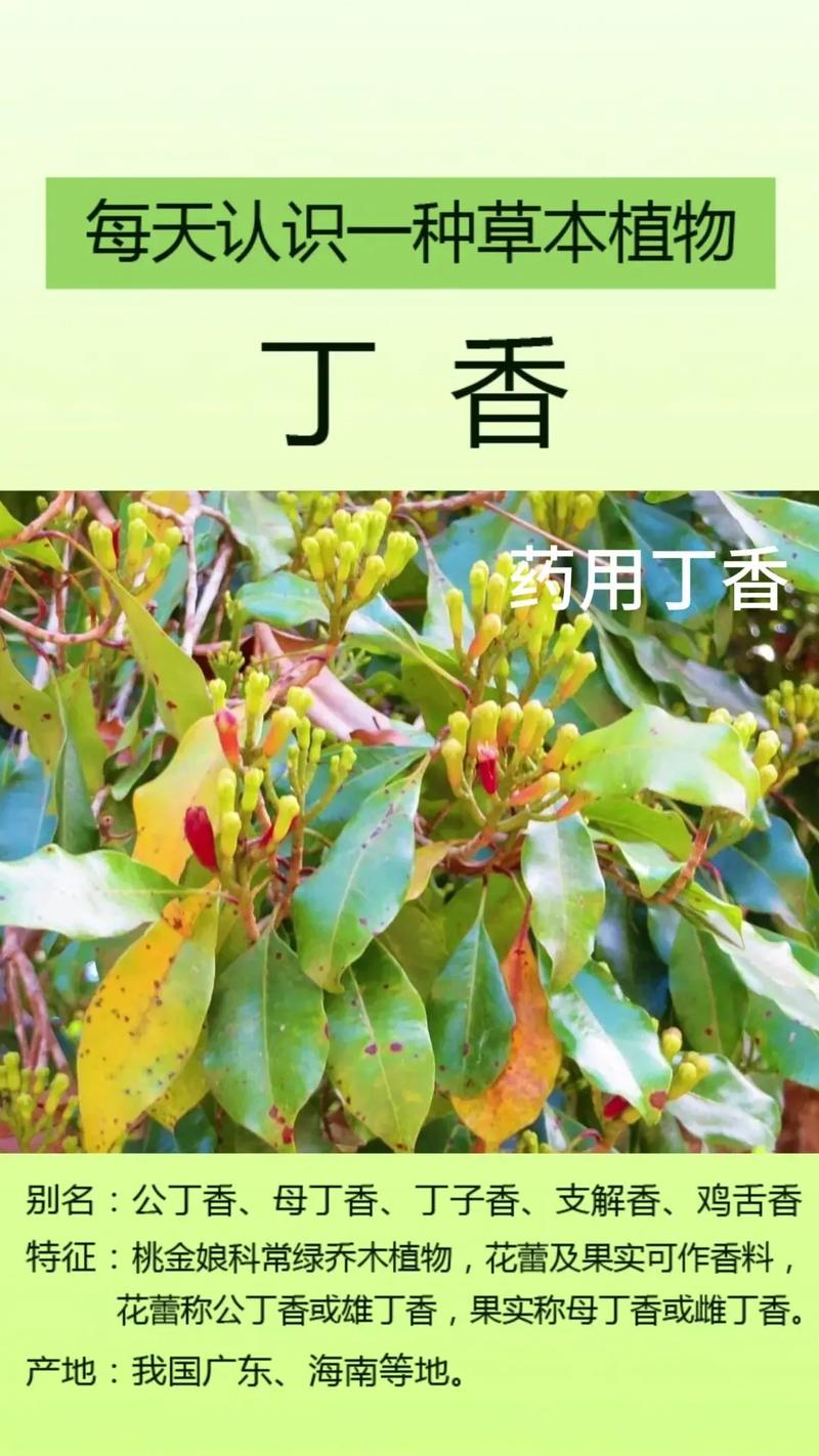 丁香花种植方法和注意事项，丁香花的养殖技术与方法？