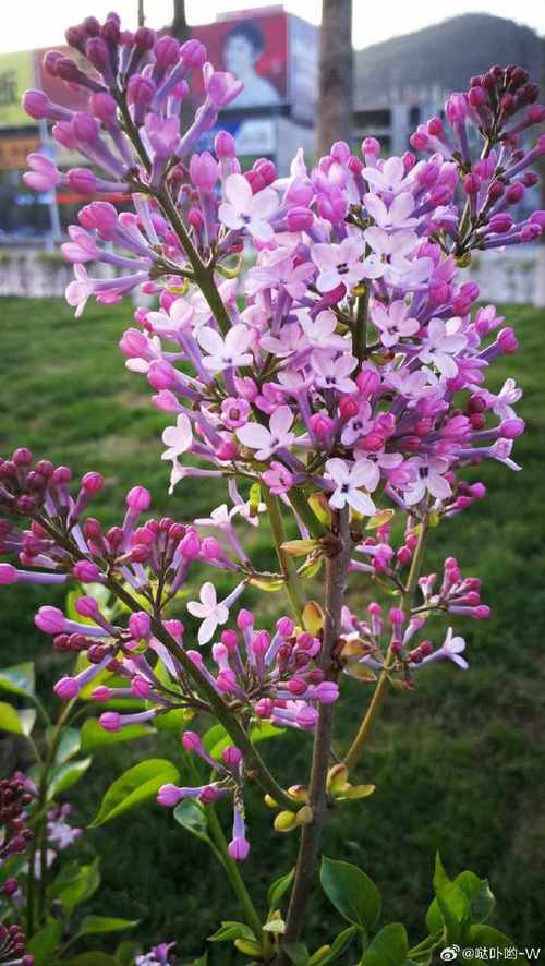 丁香花种植方法和注意事项,丁香花的养殖技术与方法?-第2张图片-优品飞百科 丁香花种植方法和注意事项,丁香花的养殖技术与方法?-第2张图片-优品飞百科