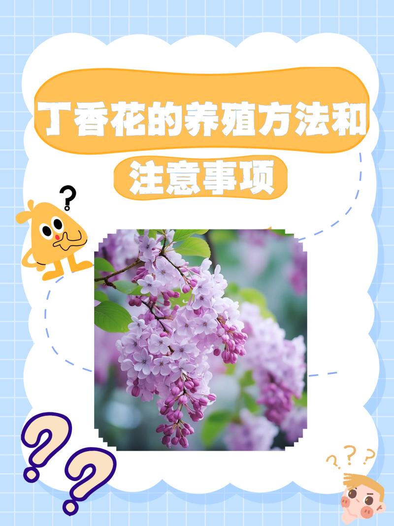丁香花种植方法和注意事项,丁香花的养殖技术与方法?-第3张图片-优品飞百科 丁香花种植方法和注意事项,丁香花的养殖技术与方法?-第3张图片-优品飞百科