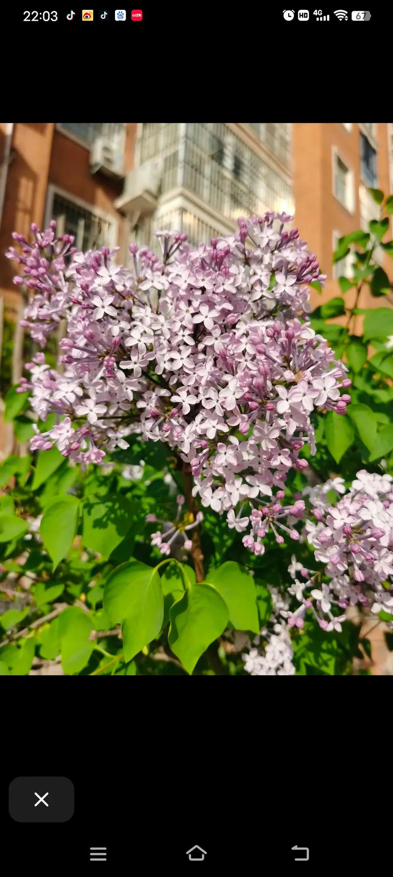 丁香花种植方法和注意事项,丁香花的养殖技术与方法?-第4张图片-优品飞百科 丁香花种植方法和注意事项,丁香花的养殖技术与方法?-第4张图片-优品飞百科