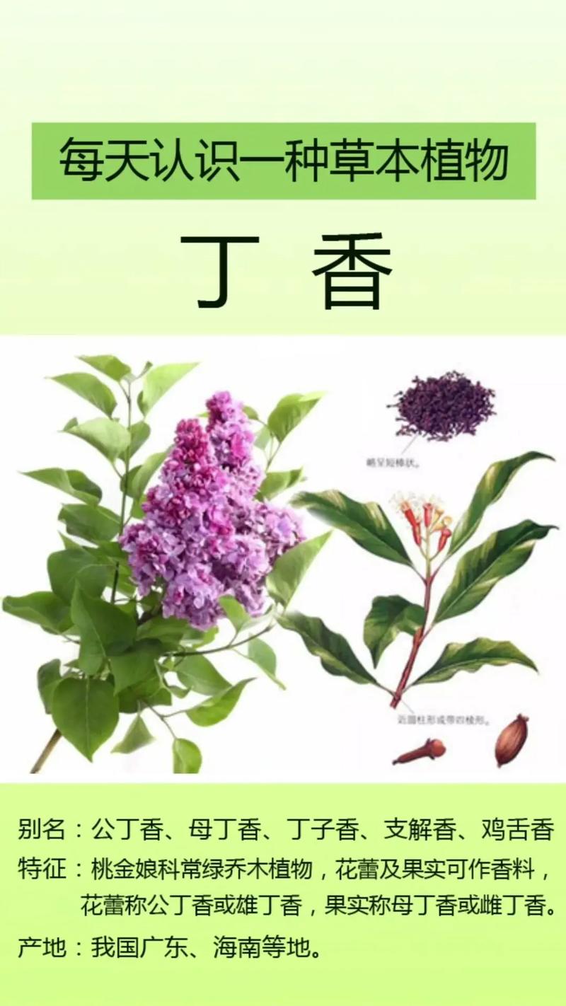 丁香花种植方法和注意事项,丁香花的养殖技术与方法?-第6张图片-优品飞百科 丁香花种植方法和注意事项,丁香花的养殖技术与方法?-第6张图片-优品飞百科