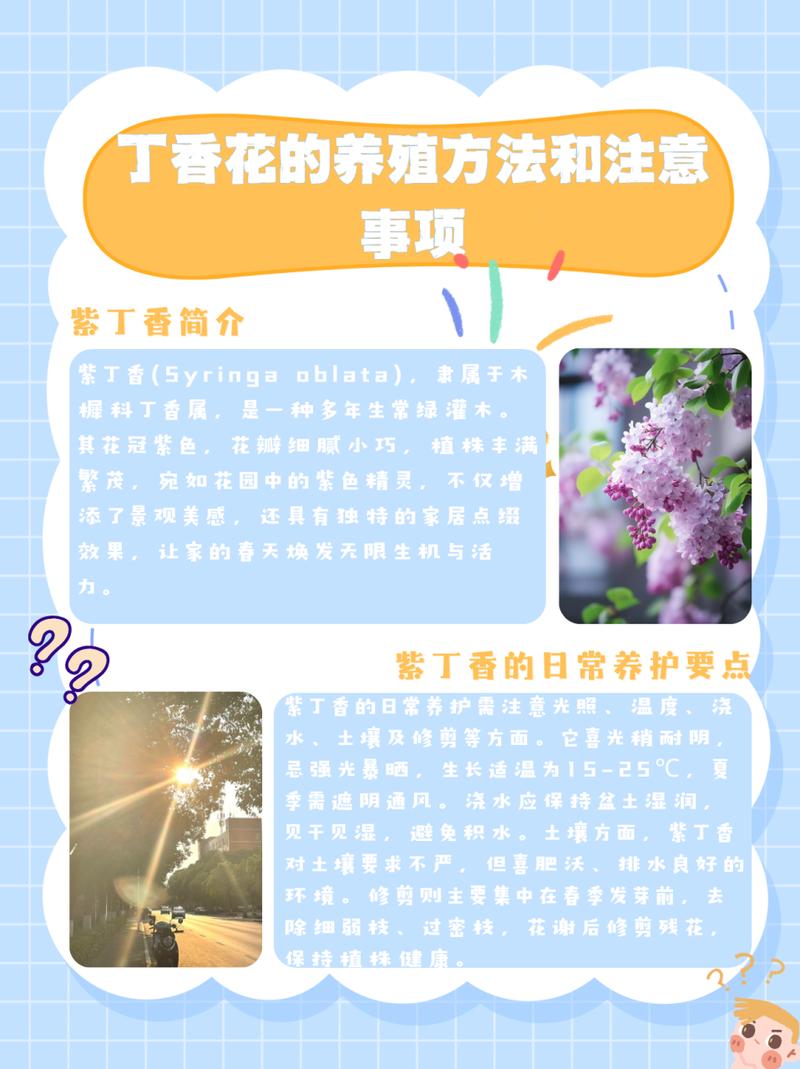 丁香花种植方法和注意事项,丁香花的养殖技术与方法?-第7张图片-优品飞百科 丁香花种植方法和注意事项,丁香花的养殖技术与方法?-第7张图片-优品飞百科