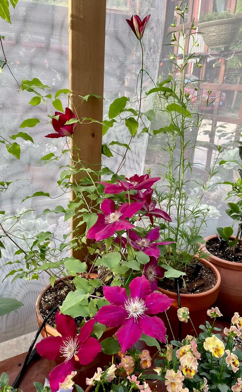 铁线莲怎么养，铁线莲怎么养根