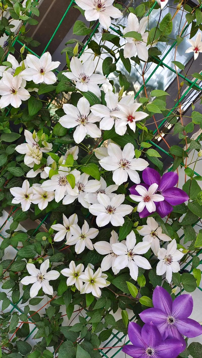 铁线莲怎么养，铁线莲怎么养根-第2张图片-优品飞百科