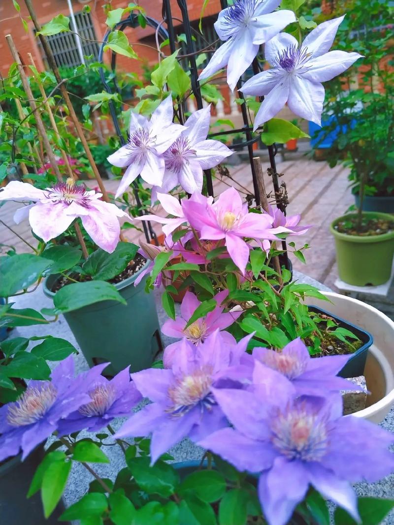 铁线莲怎么养，铁线莲怎么养根-第4张图片-优品飞百科