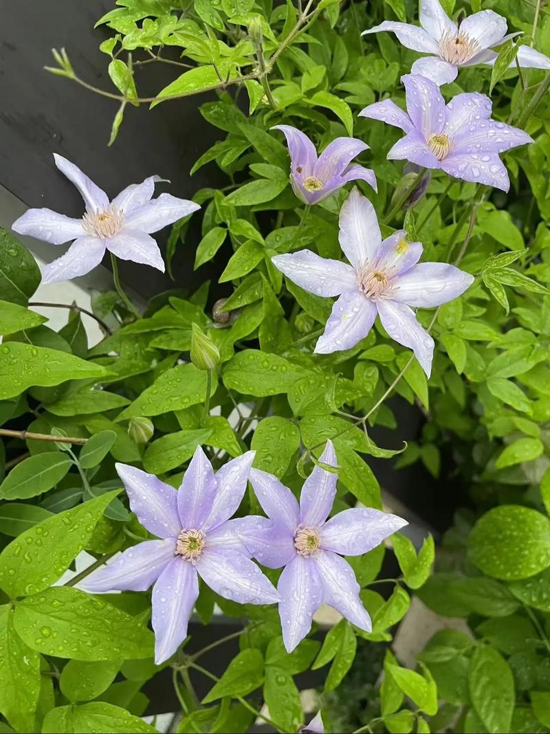 铁线莲怎么养，铁线莲怎么养根-第5张图片-优品飞百科