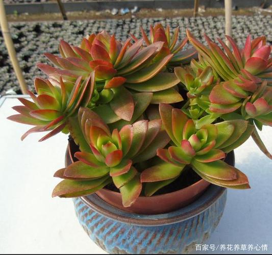 火祭浇水多少，火祭用什么肥料