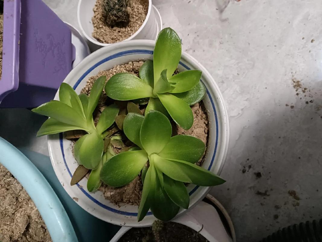 火祭浇水多少，火祭用什么肥料-第2张图片-优品飞百科