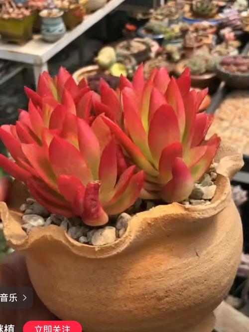 火祭浇水多少，火祭用什么肥料-第3张图片-优品飞百科