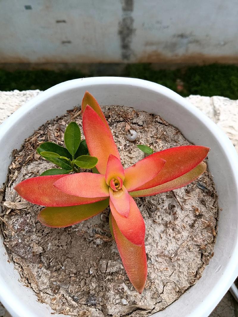 火祭浇水多少，火祭用什么肥料-第4张图片-优品飞百科