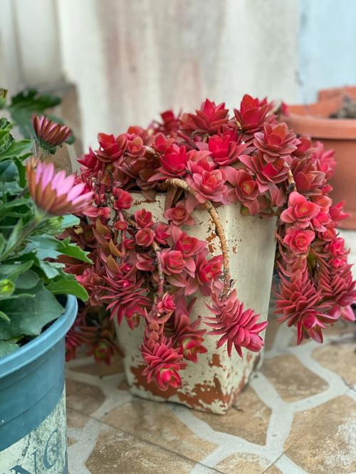 火祭浇水多少，火祭用什么肥料-第5张图片-优品飞百科