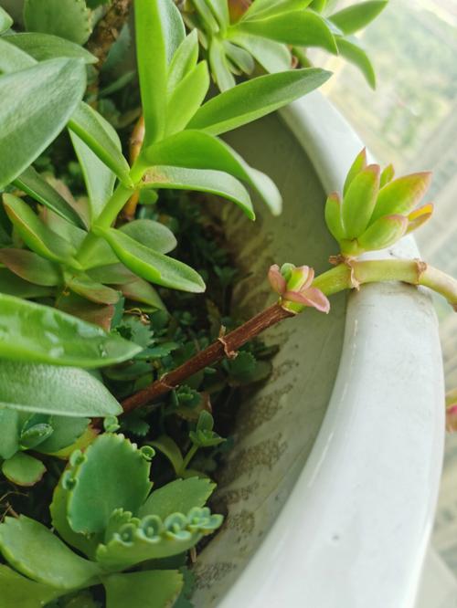 火祭浇水多少，火祭用什么肥料-第6张图片-优品飞百科