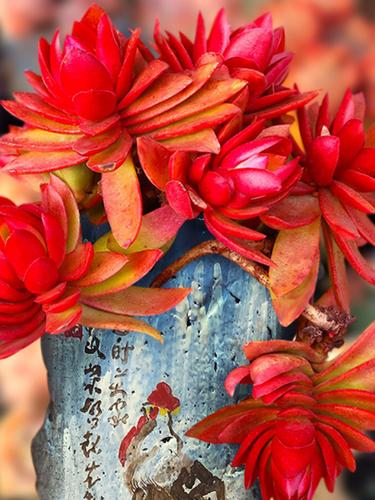 火祭浇水多少，火祭用什么肥料-第7张图片-优品飞百科