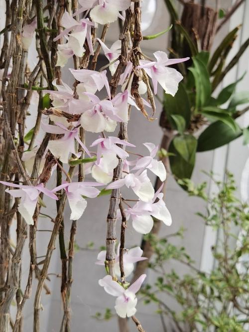 黑毛石斛的养殖方法，黑毛石斛好养吗