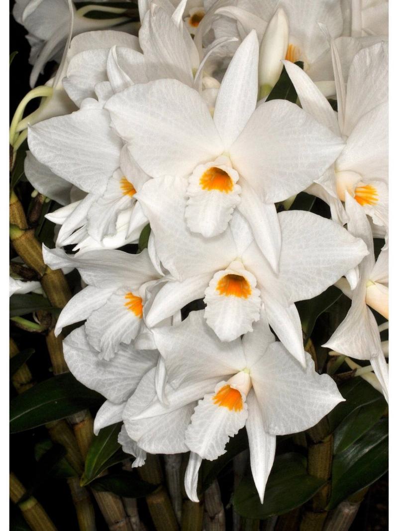 黑毛石斛的养殖方法,黑毛石斛好养吗-第2张图片-优品飞百科 黑毛石斛的养殖方法,黑毛石斛好养吗-第2张图片-优品飞百科