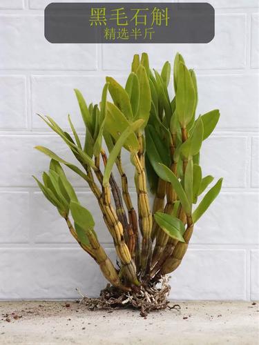 黑毛石斛的养殖方法,黑毛石斛好养吗-第3张图片-优品飞百科 黑毛石斛的养殖方法,黑毛石斛好养吗-第3张图片-优品飞百科