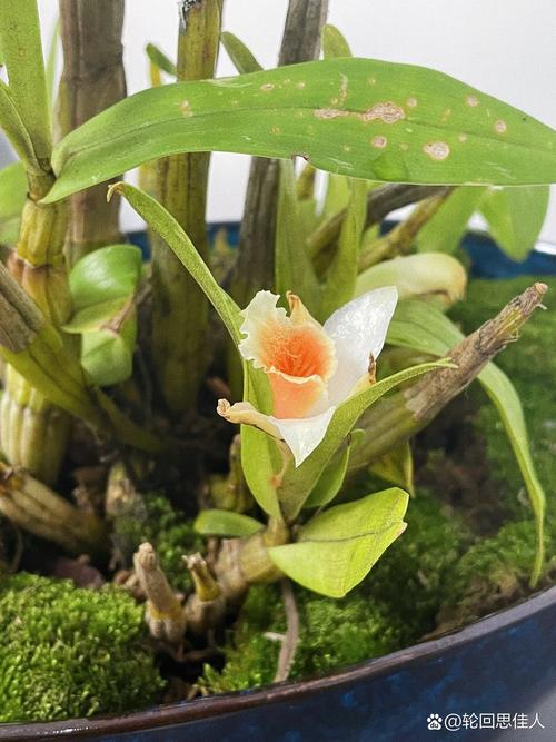 黑毛石斛的养殖方法,黑毛石斛好养吗-第4张图片-优品飞百科 黑毛石斛的养殖方法,黑毛石斛好养吗-第4张图片-优品飞百科