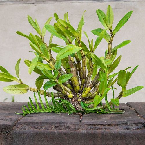 黑毛石斛的养殖方法,黑毛石斛好养吗-第5张图片-优品飞百科 黑毛石斛的养殖方法,黑毛石斛好养吗-第5张图片-优品飞百科