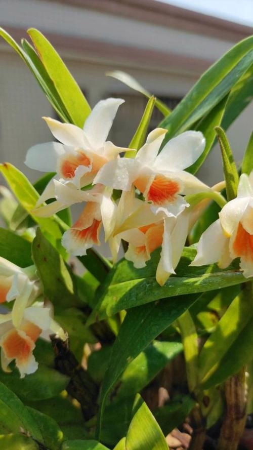 黑毛石斛的养殖方法,黑毛石斛好养吗-第6张图片-优品飞百科 黑毛石斛的养殖方法,黑毛石斛好养吗-第6张图片-优品飞百科