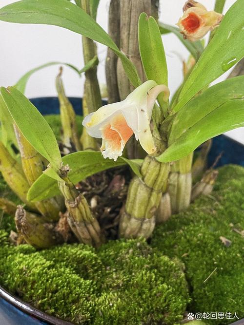 黑毛石斛的养殖方法,黑毛石斛好养吗-第7张图片-优品飞百科 黑毛石斛的养殖方法,黑毛石斛好养吗-第7张图片-优品飞百科