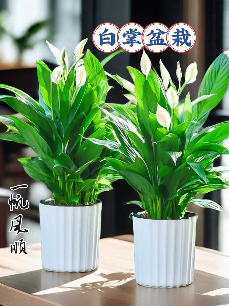 一帆风顺水培改土培的方法？一帆风顺土培改水培根部怎么清洗？