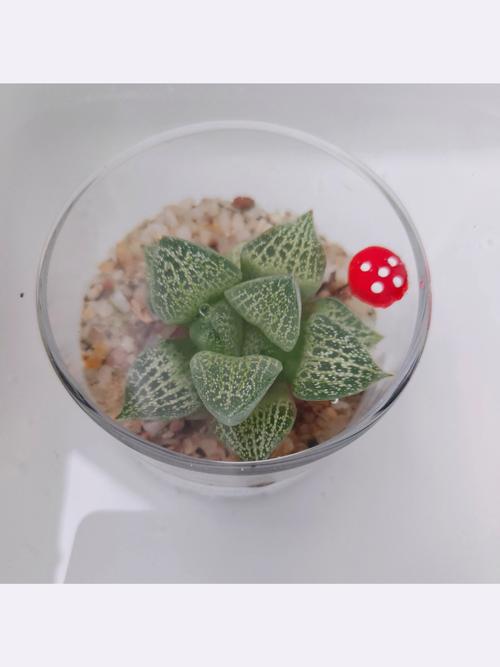 一帆风顺水培改土培的方法？一帆风顺土培改水培根部怎么清洗？-第2张图片-优品飞百科