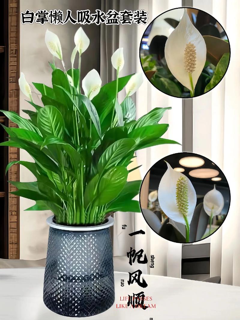 一帆风顺水培改土培的方法？一帆风顺土培改水培根部怎么清洗？-第3张图片-优品飞百科