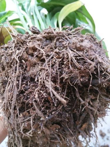 一帆风顺水培改土培的方法？一帆风顺土培改水培根部怎么清洗？-第6张图片-优品飞百科