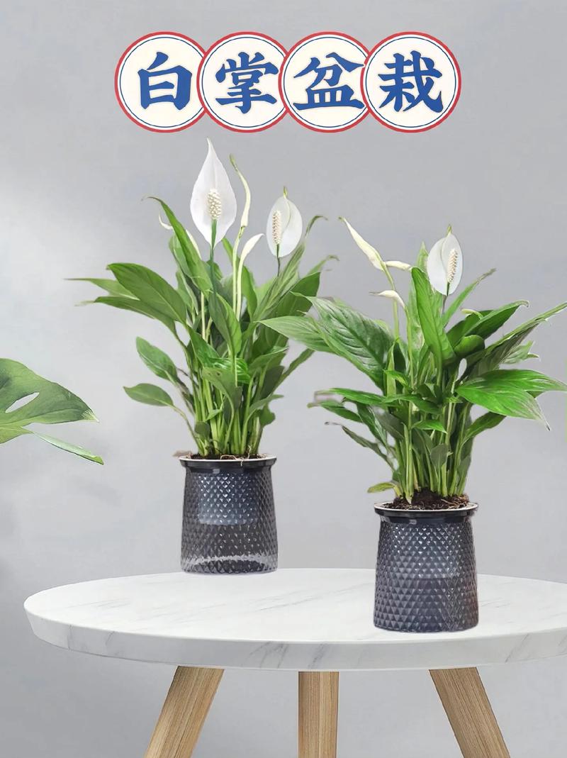 一帆风顺水培改土培的方法？一帆风顺土培改水培根部怎么清洗？-第7张图片-优品飞百科