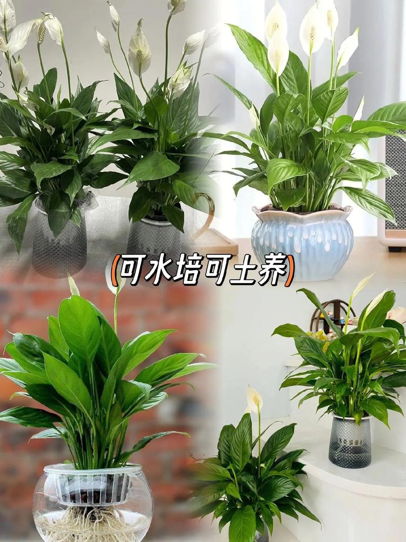 一帆风顺水培改土培的方法？一帆风顺土培改水培根部怎么清洗？-第8张图片-优品飞百科