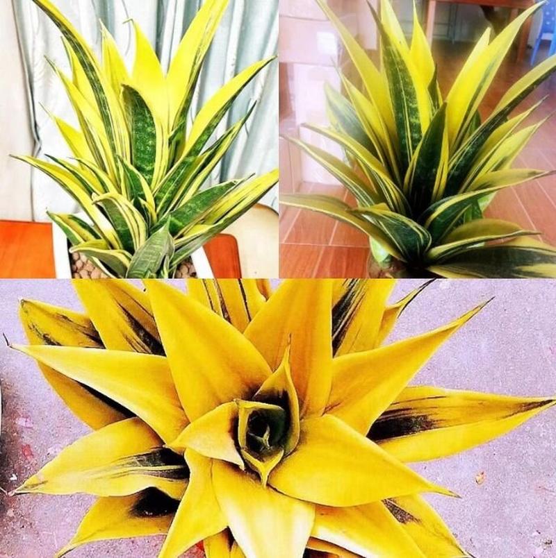 虎皮兰养殖方法和注意事项，虎皮兰养殖方法和注意事项大全及图片？-第2张图片-优品飞百科