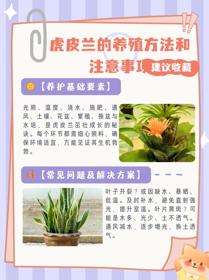 虎皮兰养殖方法和注意事项，虎皮兰养殖方法和注意事项大全及图片？-第4张图片-优品飞百科