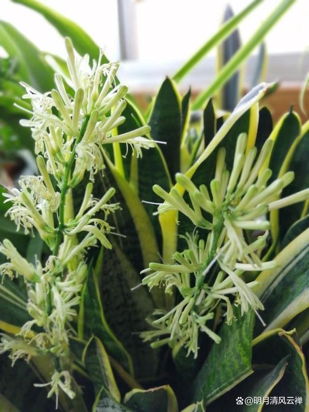 虎皮兰养殖方法和注意事项，虎皮兰养殖方法和注意事项大全及图片？-第3张图片-优品飞百科