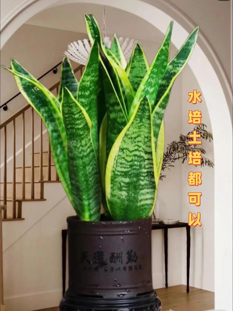 虎皮兰养殖方法和注意事项，虎皮兰养殖方法和注意事项大全及图片？-第5张图片-优品飞百科