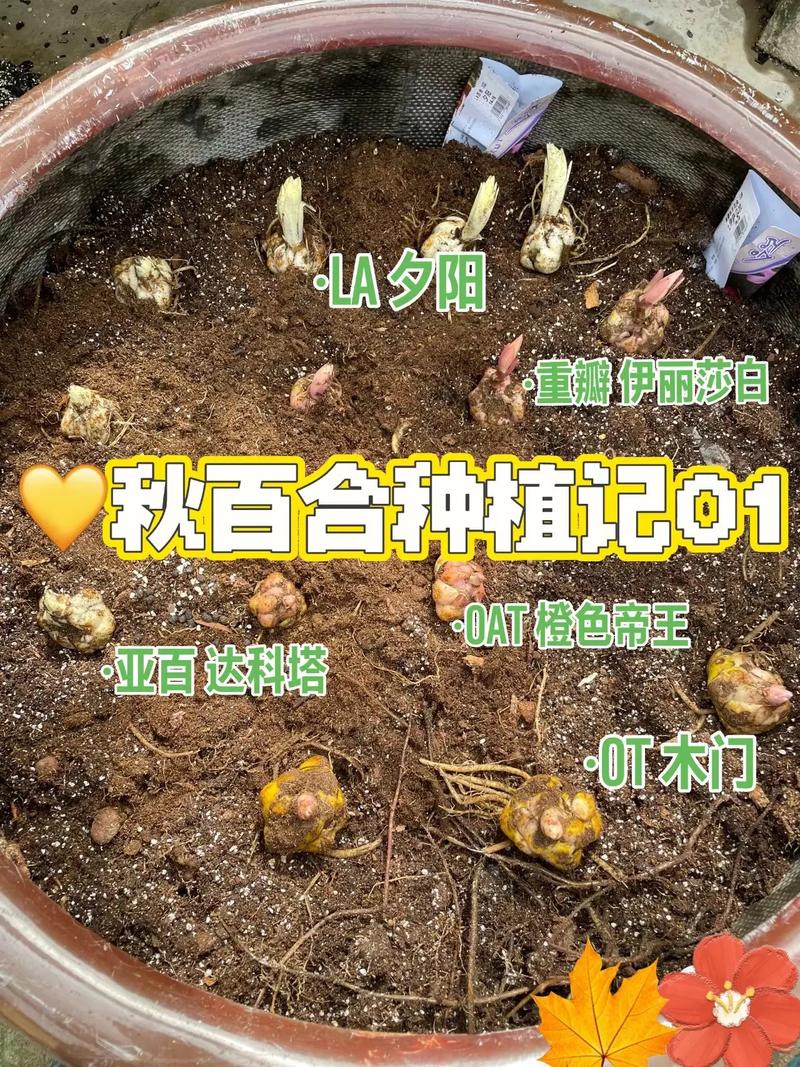 百合花怎么养殖，百合花怎么养殖方法和注意事项视频？