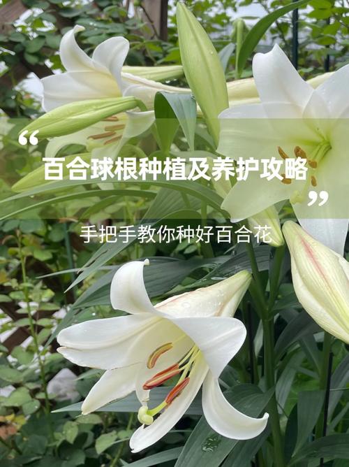 百合花怎么养殖，百合花怎么养殖方法和注意事项视频？-第5张图片-优品飞百科
